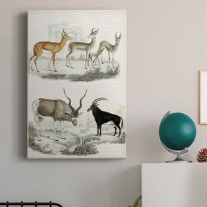 Journal of Natural History VIII - Canvas Art Print