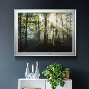 Light and Trees Premium Classic Framed Canvas - Ready to Hang