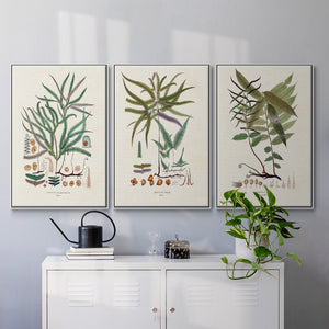 Botanical Society Ferns VI - Framed Premium Gallery Wrapped Canvas L Frame 3 Piece Set - Ready to Hang