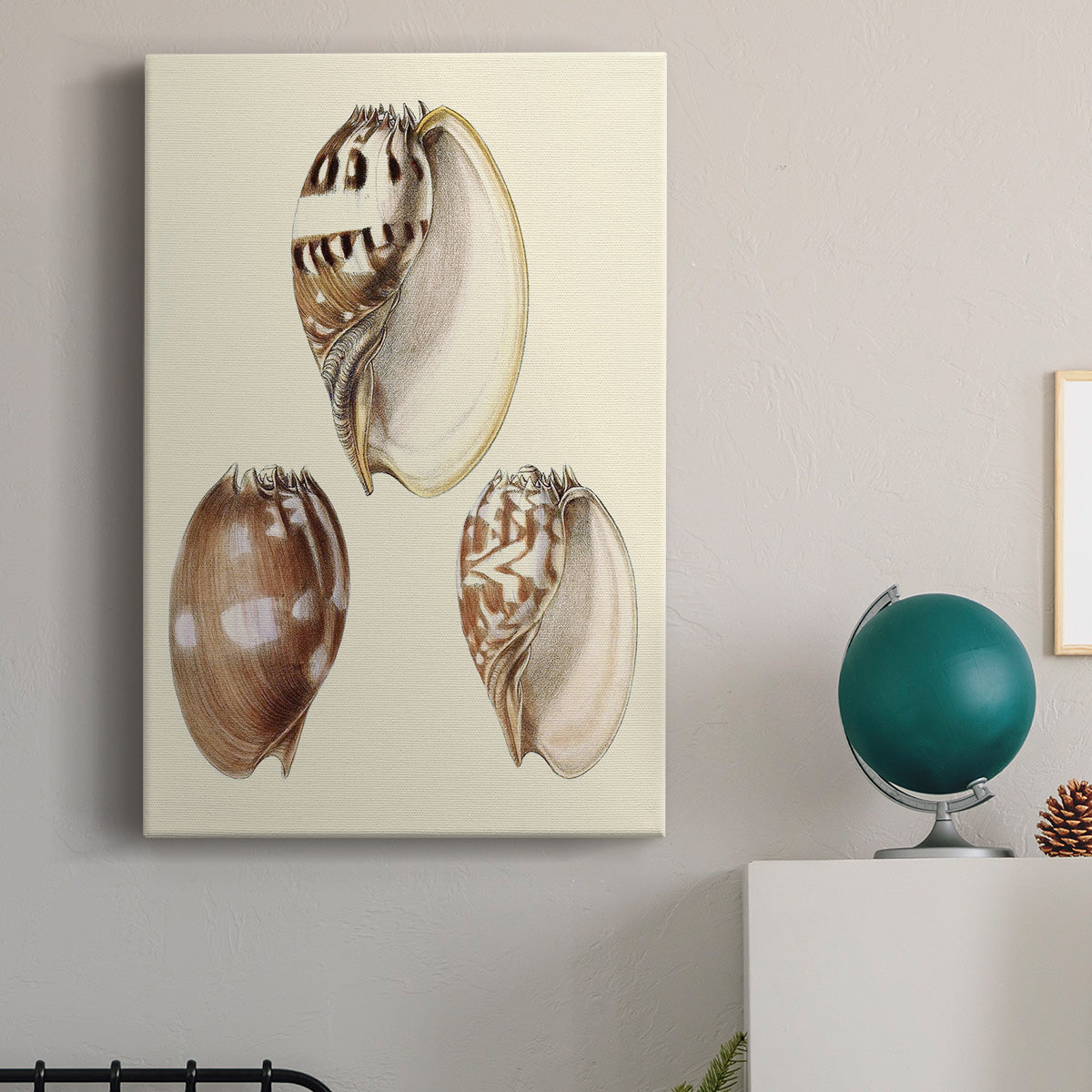 Splendid Shells VI Premium Gallery Wrapped Canvas - Ready to Hang