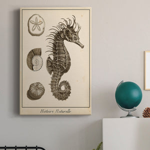 Seahorse Study I - Canvas Art Print