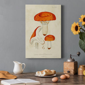 Mushroom Varieties IX Premium Gallery Wrapped Canvas - Ready to Hang