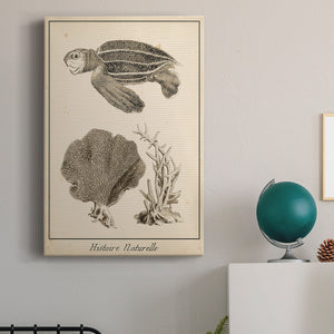 Sea Turtle Study II Premium Gallery Wrapped Canvas - Ready to Hang