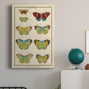 Histoire Naturelle Butterflies II - Canvas Art Print