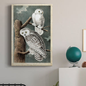 Audubons Snowy Owl Premium Gallery Wrapped Canvas - Ready to Hang