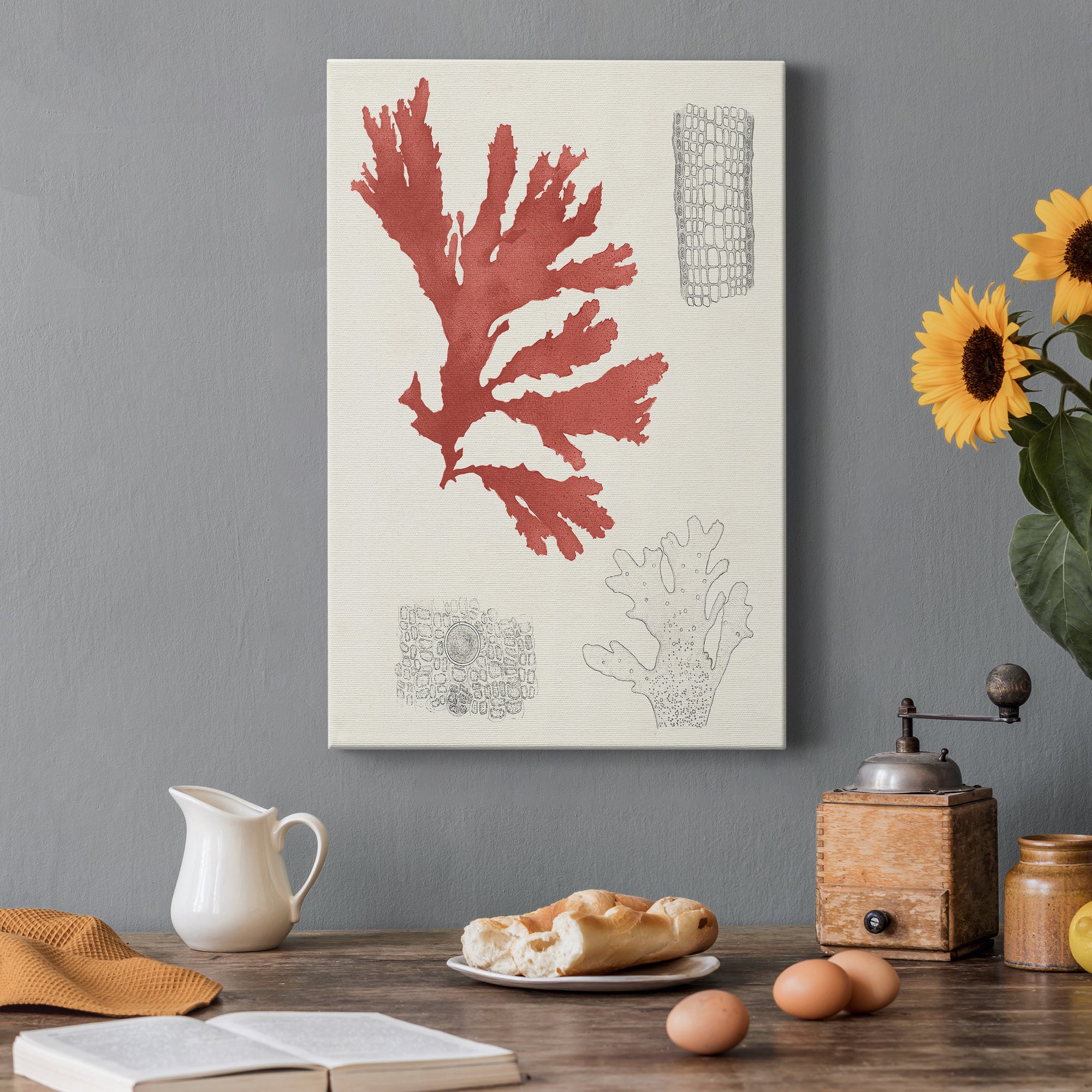 Vintage Coral Study III Premium Gallery Wrapped Canvas - Ready to Hang