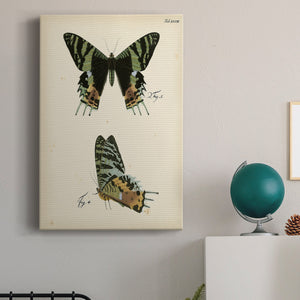 Butterfly Profile IV - Canvas Art Print