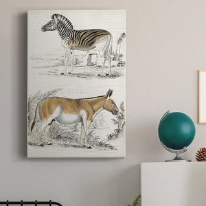 Journal of Natural History V - Canvas Art Print