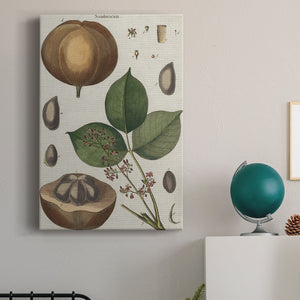 Exotic Botanique III - Canvas Art Print