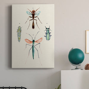Insect Varieties III - Canvas Art Print