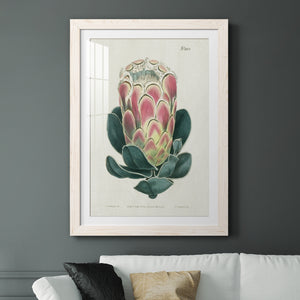 Protea N83 - Barnwood Framed Art Print
