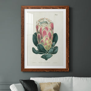 Protea N83 - Barnwood Framed Art Print