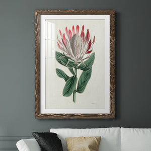 Protea N13 - Barnwood Framed Art Print