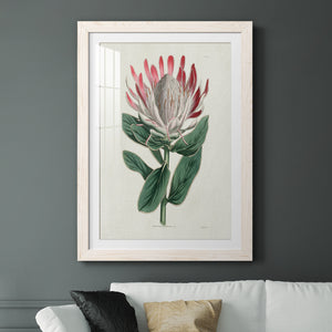Protea N13 - Barnwood Framed Art Print
