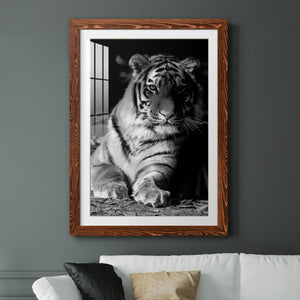 Tiger Repose - Barnwood Framed Art Print