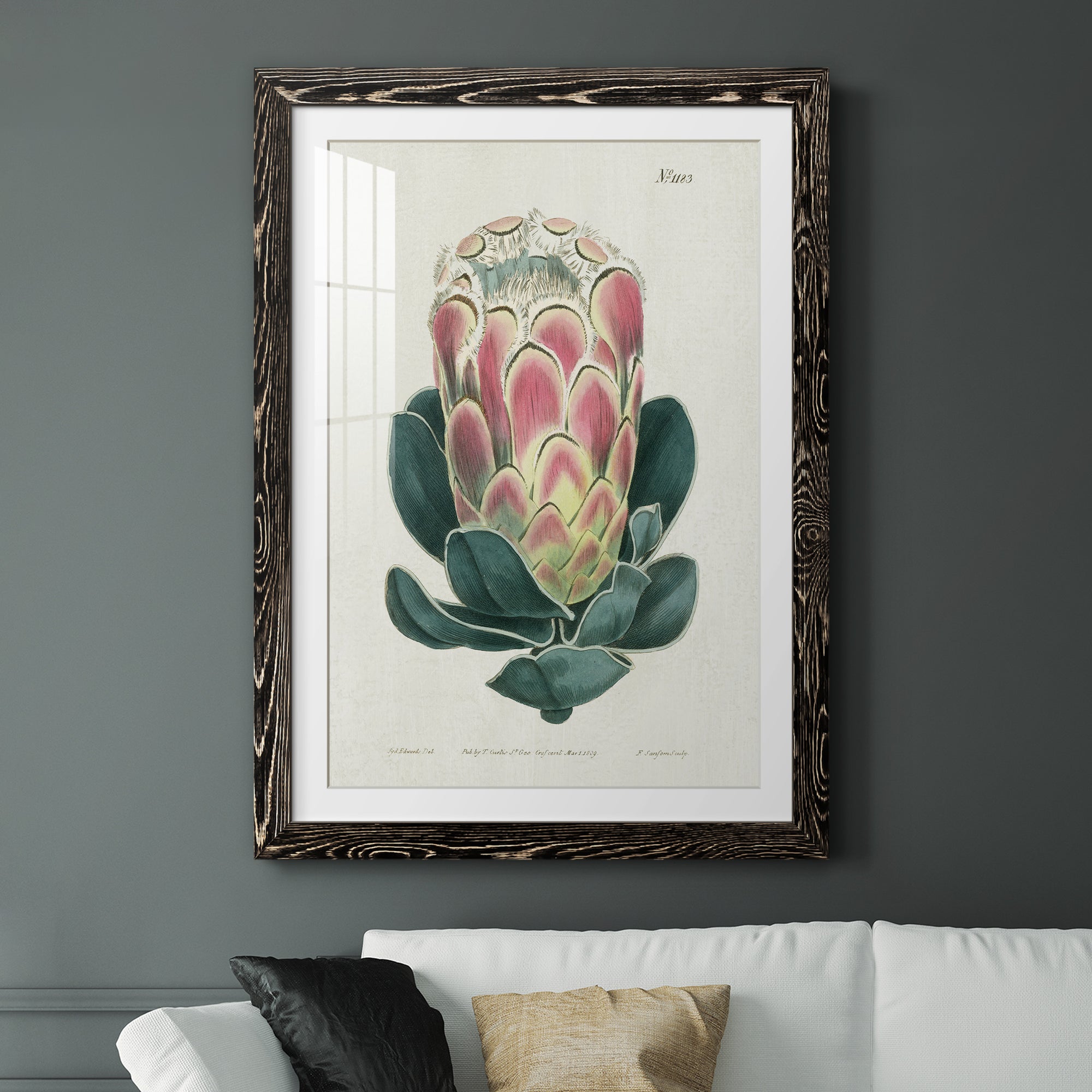 Protea N83 - Barnwood Framed Art Print