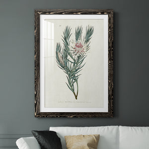 Protea N33 - Barnwood Framed Art Print