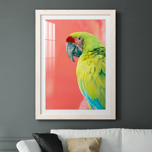 Green Macaw - Barnwood