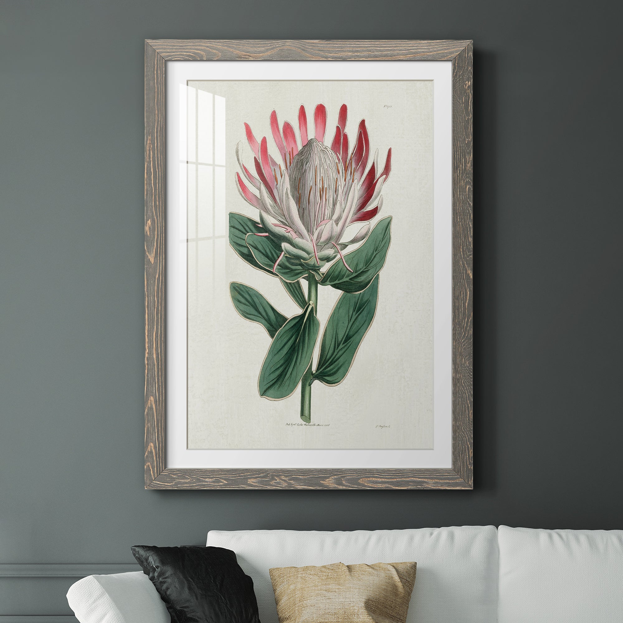 Protea N13 - Barnwood Framed Art Print