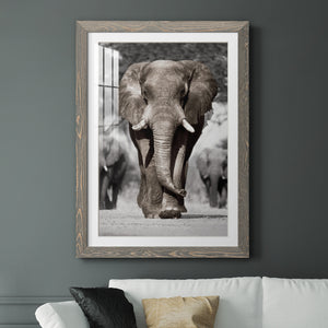 Botswana Patriarch - Barnwood Framed Art Print