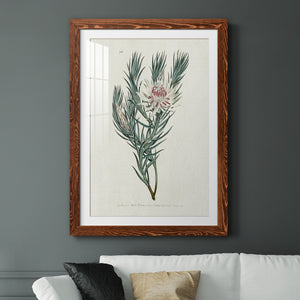 Protea N33 - Barnwood Framed Art Print