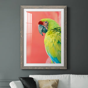 Green Macaw - Barnwood