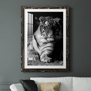 Tiger Repose - Barnwood Framed Art Print
