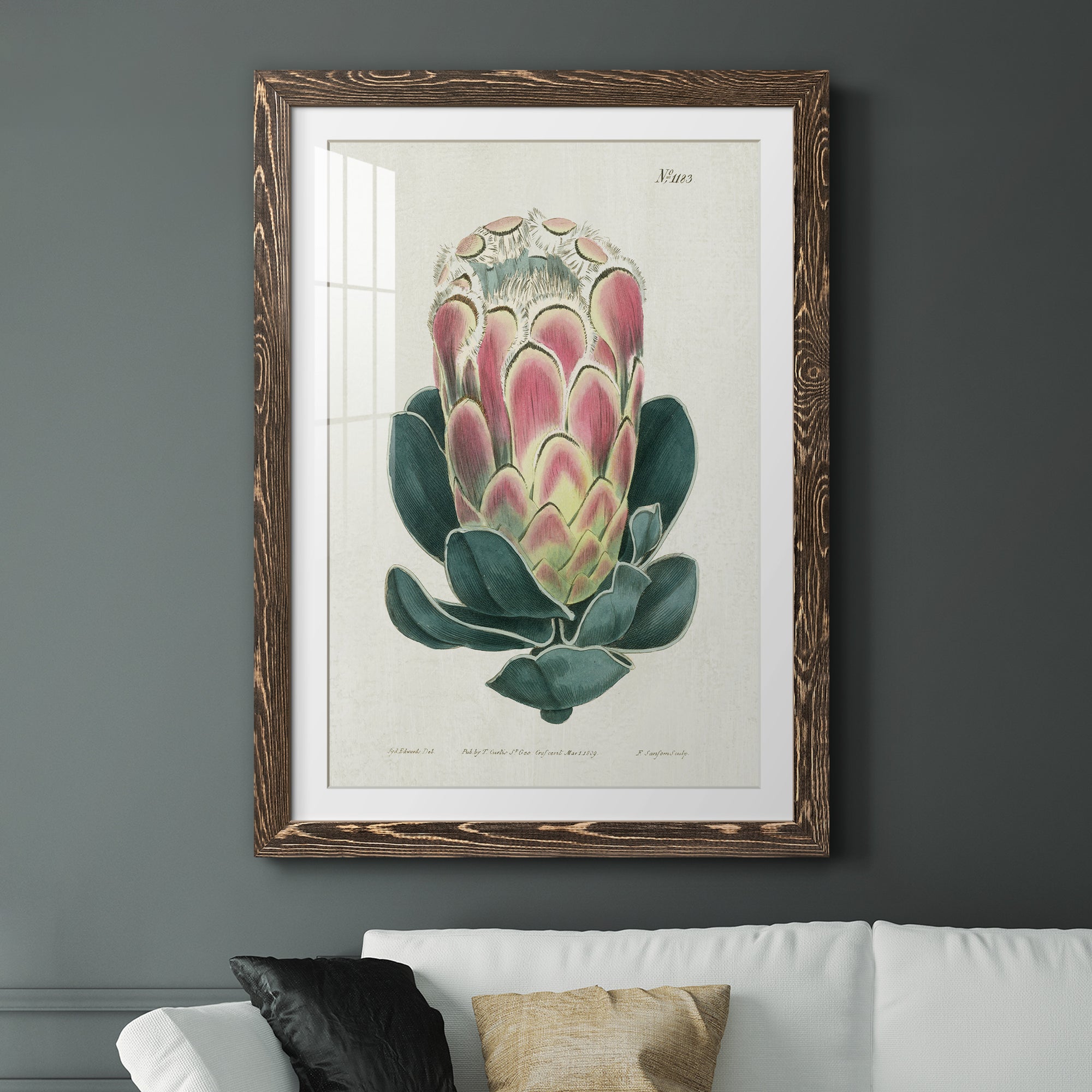 Protea N83 - Barnwood Framed Art Print