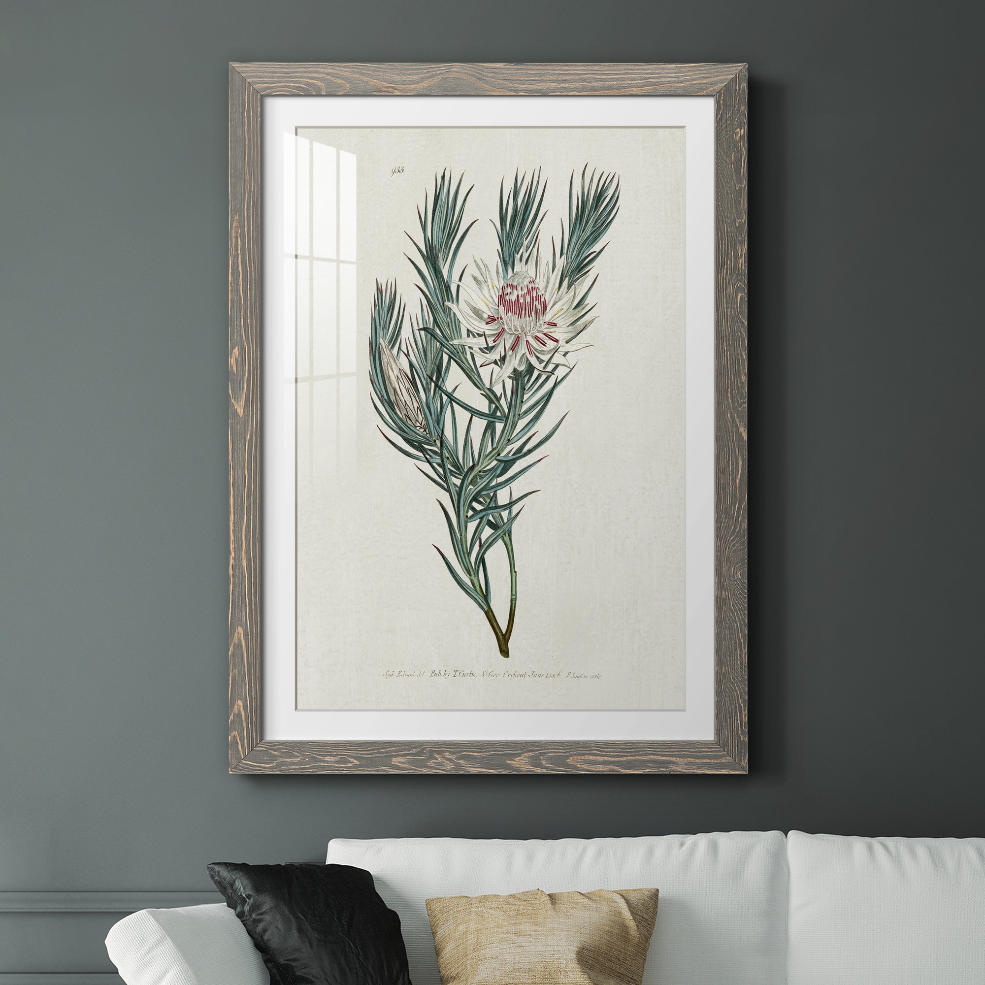 Protea N33 - Barnwood Framed Art Print