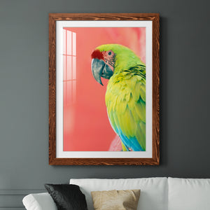 Green Macaw - Barnwood