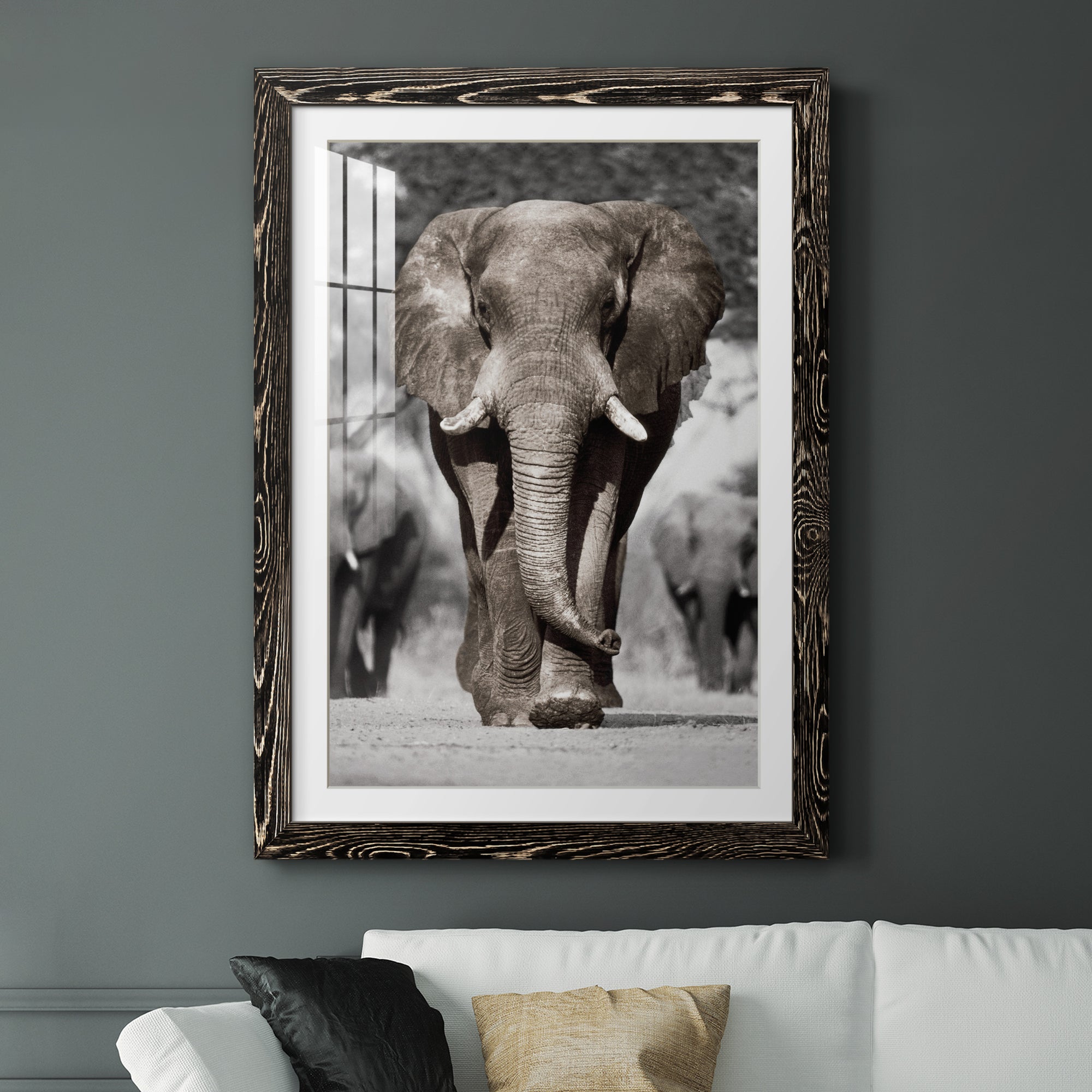 Botswana Patriarch - Barnwood Framed Art Print