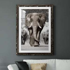 Botswana Patriarch - Barnwood Framed Art Print