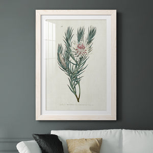 Protea N33 - Barnwood Framed Art Print