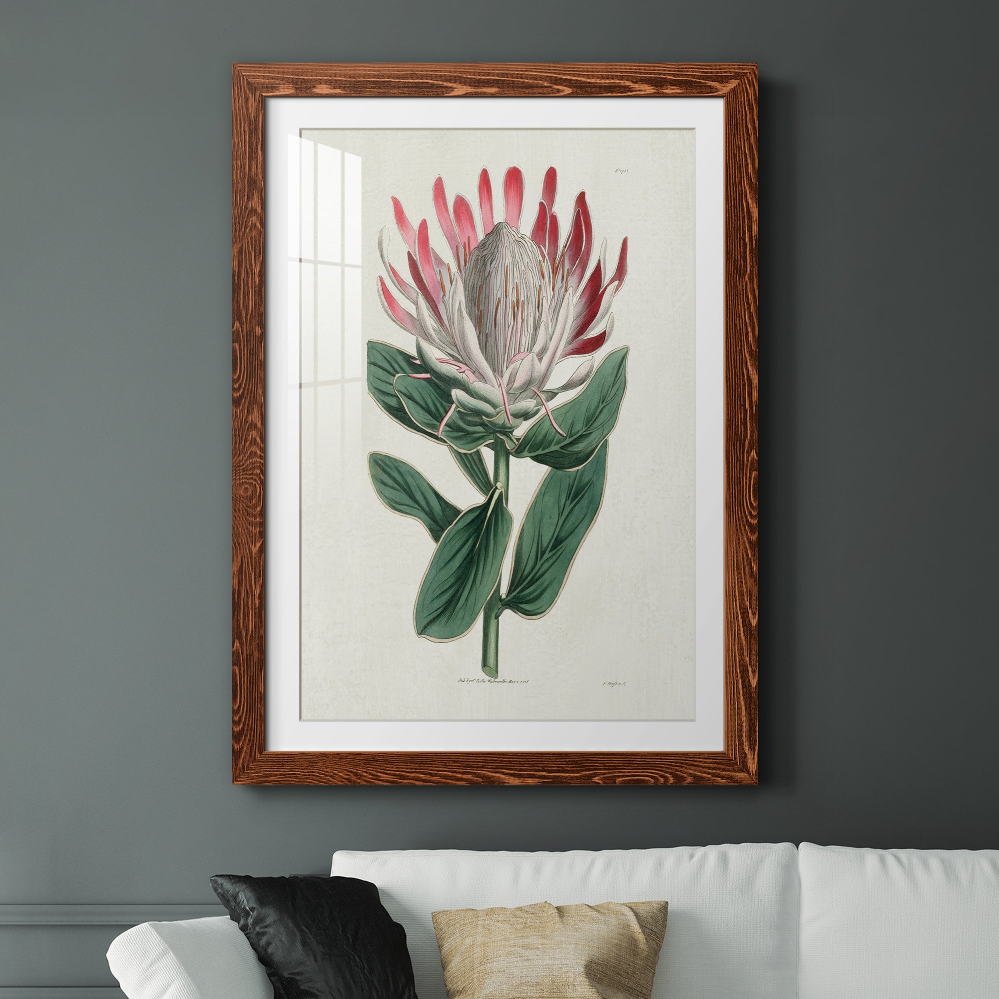 Protea N13 - Barnwood Framed Art Print