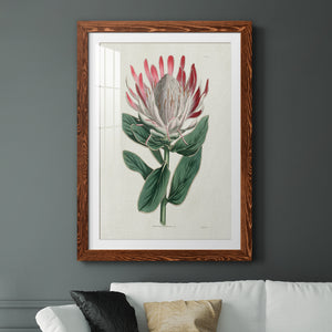 Protea N13 - Barnwood Framed Art Print