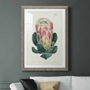Protea N83 - Barnwood Framed Art Print