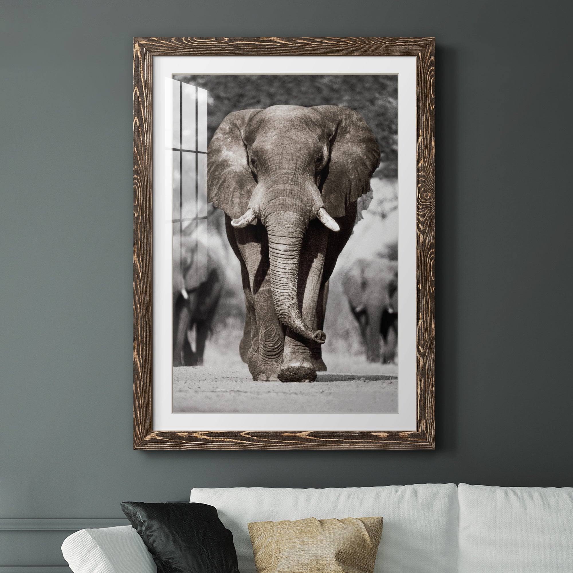 Botswana Patriarch - Barnwood Framed Art Print