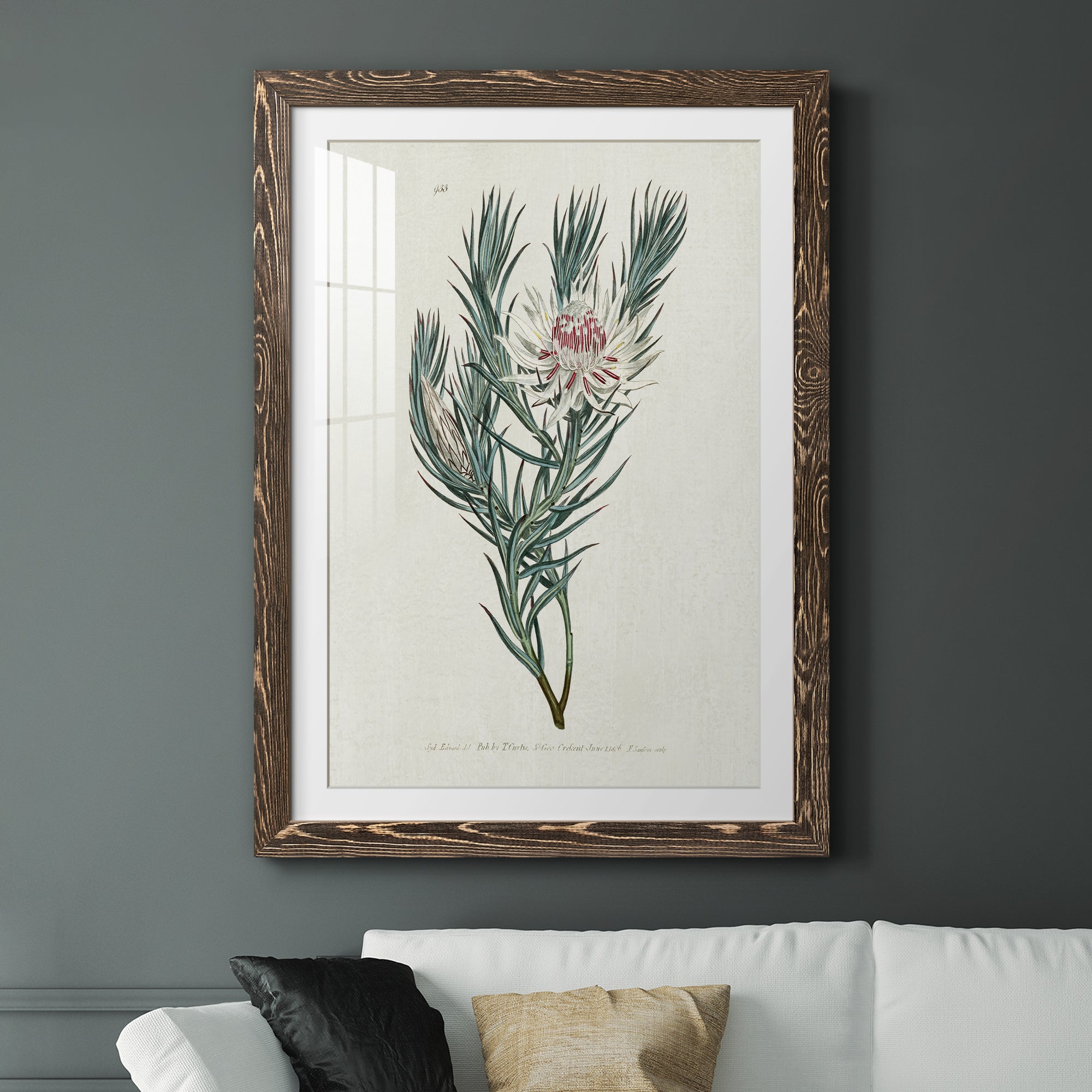 Protea N33 - Barnwood Framed Art Print