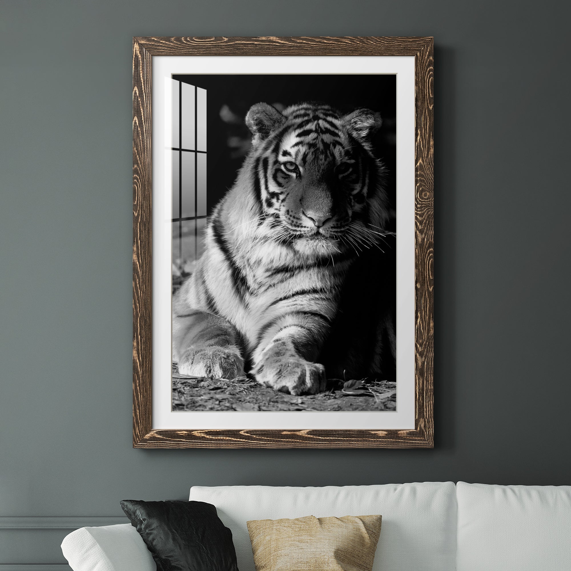 Tiger Repose - Barnwood Framed Art Print