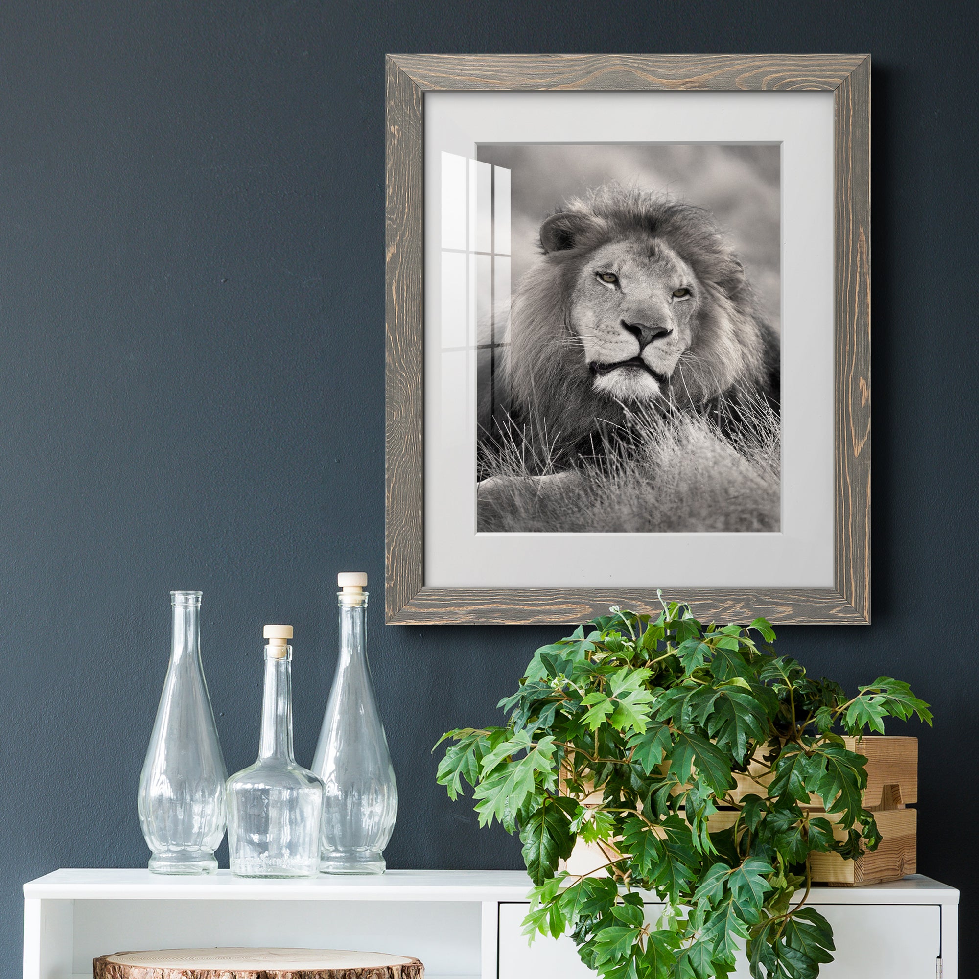 Pride of the Pride - Barnwood Framed Art Print