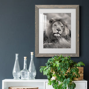 Pride of the Pride - Barnwood Framed Art Print