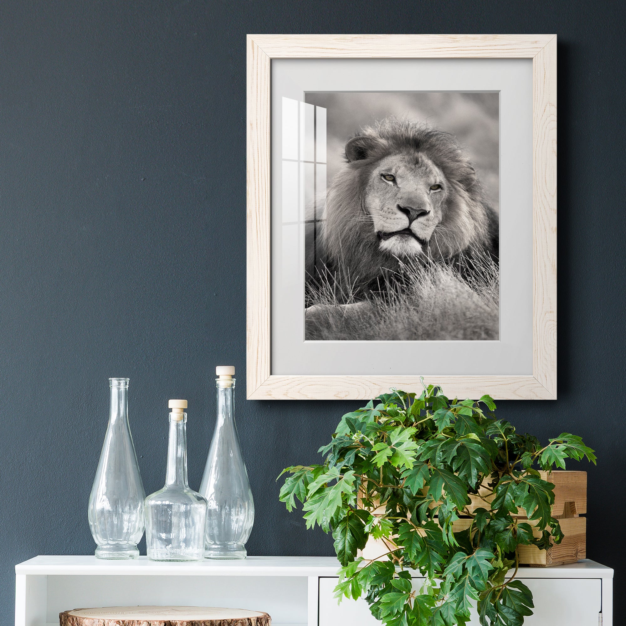 Pride of the Pride - Barnwood Framed Art Print