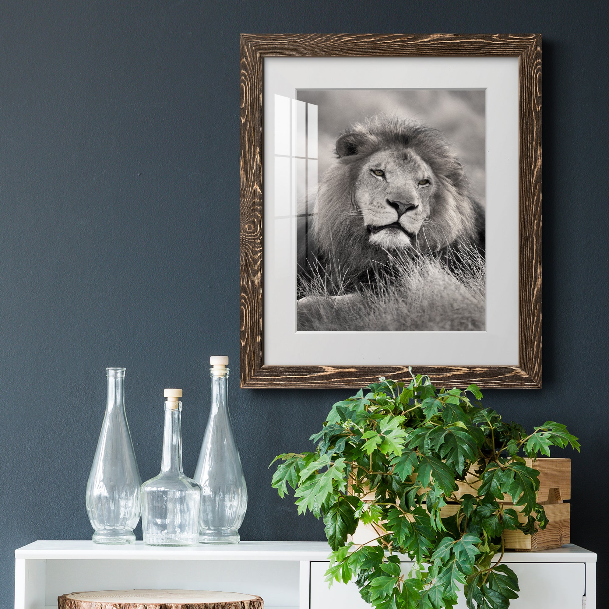 Pride of the Pride - Barnwood Framed Art Print