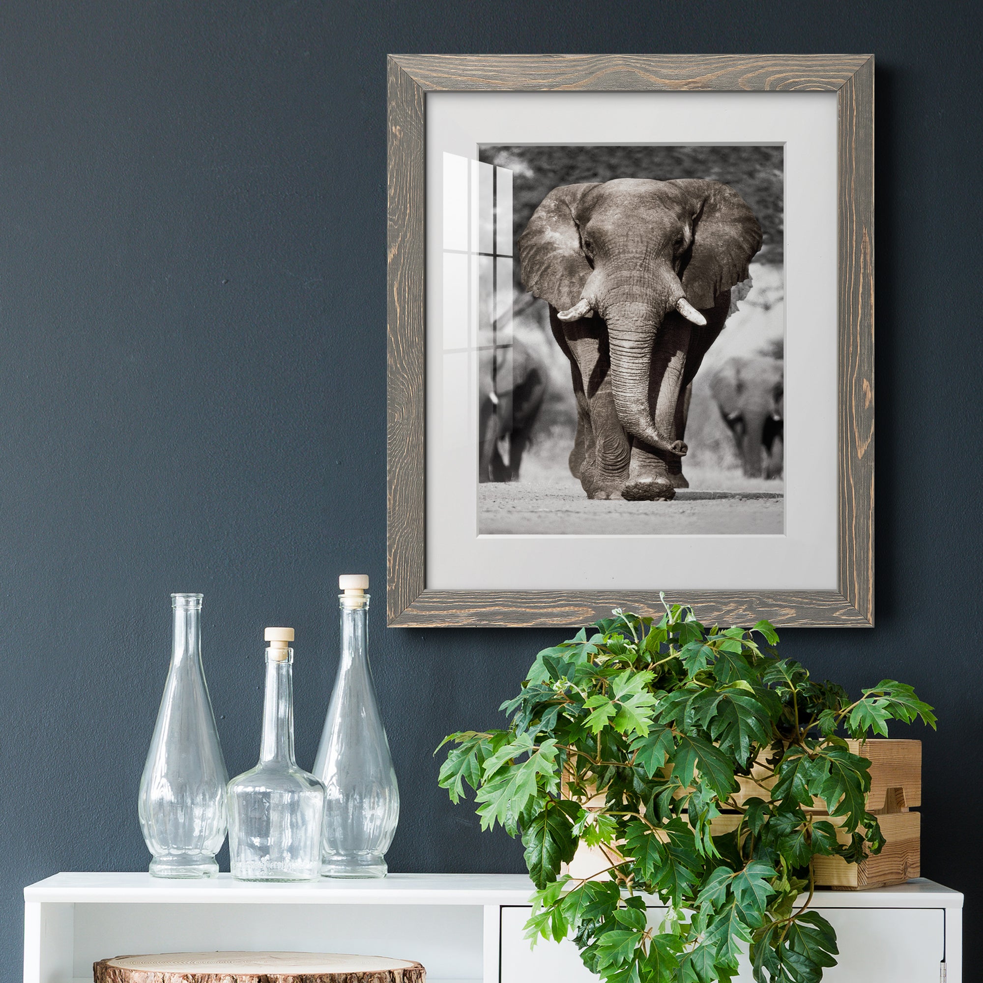Botswana Patriarch - Barnwood Framed Art Print