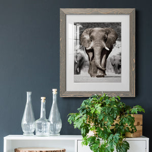 Botswana Patriarch - Barnwood Framed Art Print
