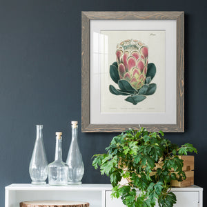 Protea N83 - Barnwood Framed Art Print
