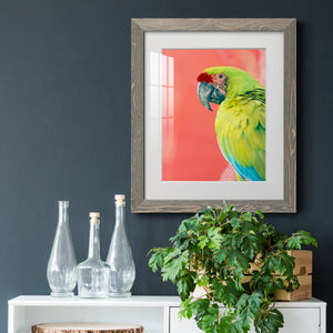 Green Macaw - Barnwood