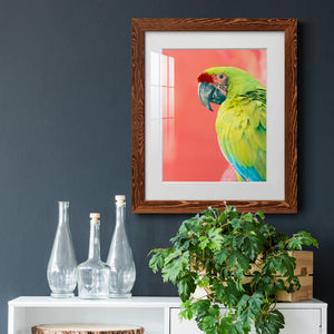 Green Macaw - Barnwood