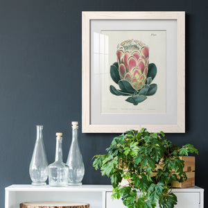 Protea N83 - Barnwood Framed Art Print