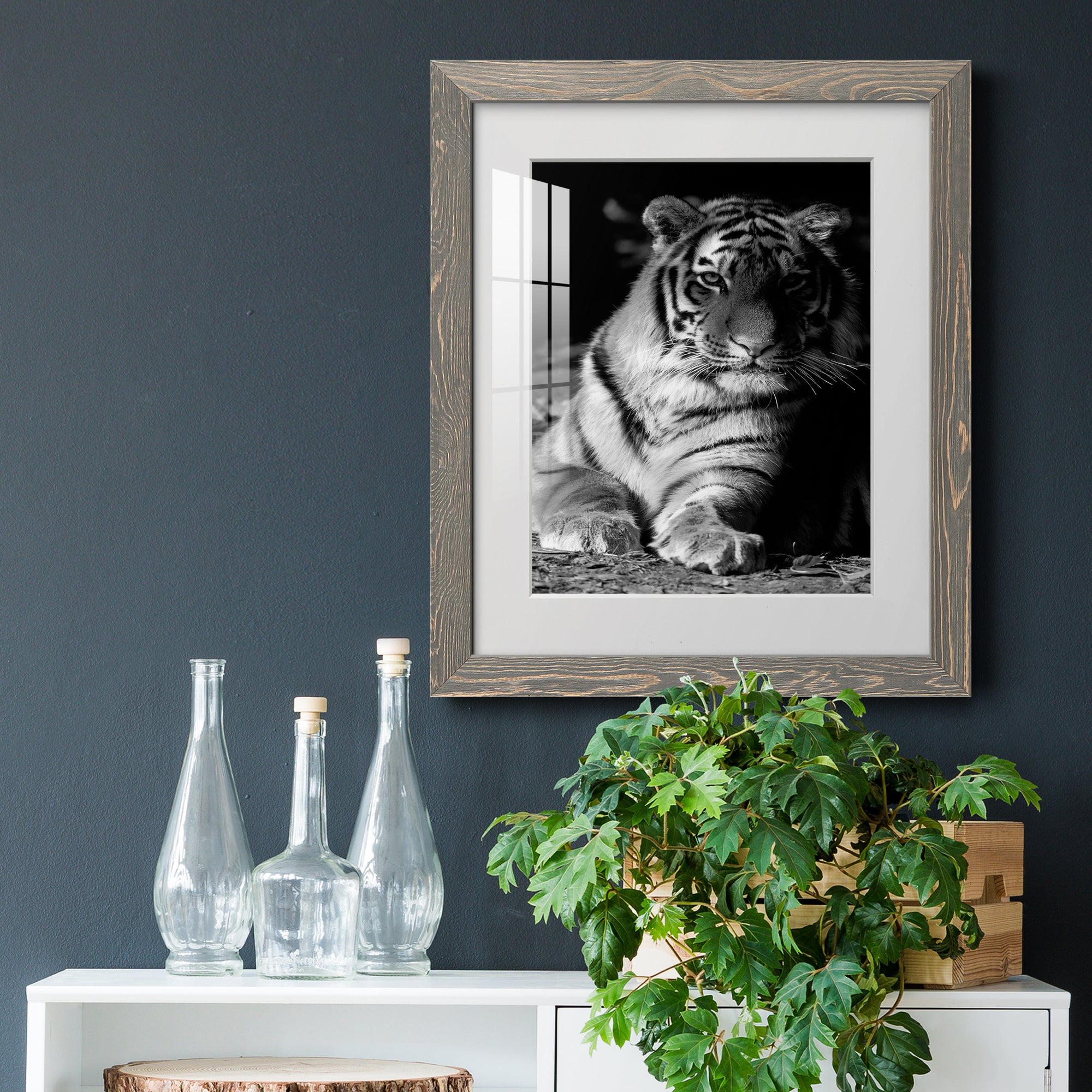 Tiger Repose - Barnwood Framed Art Print